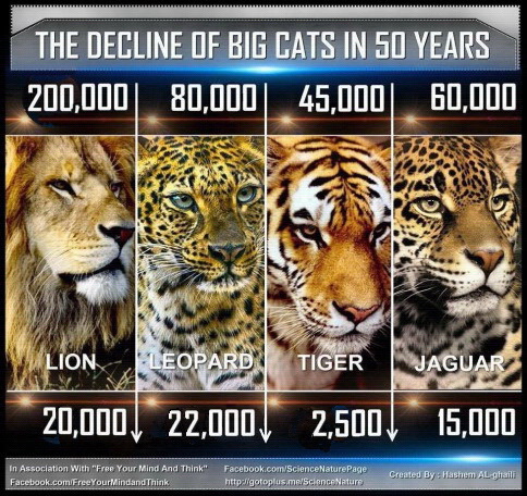 big-cats-decline-in-numbers USE
