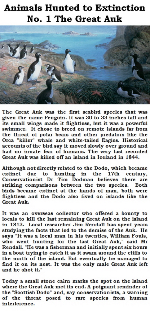 Trophy hunters - Extinction hunted to No. 1 The Great Auk