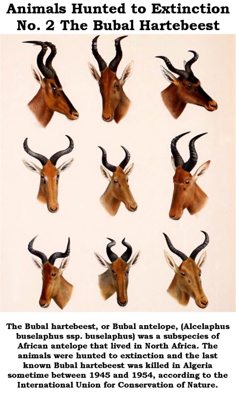 Trophy hunters - Extinction hunted to No. 2 The Hartbeest