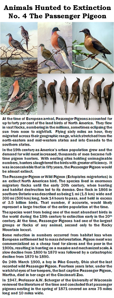 Trophy hunters - Extinction Passenger Pigeon