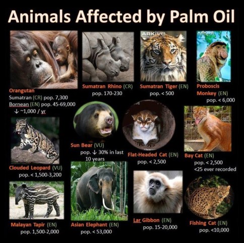 11068051_10100146709490191_9217085583903867430_n