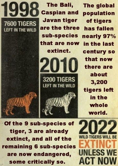 Big cats - Tigers stats