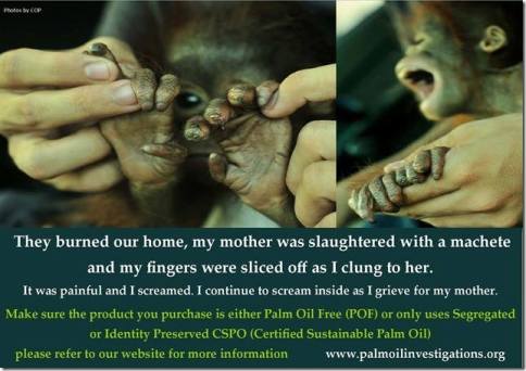 Environmental - Deforestation monkey they burned my home