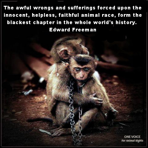 Environmental - Monkeys the wrongs and sufferings