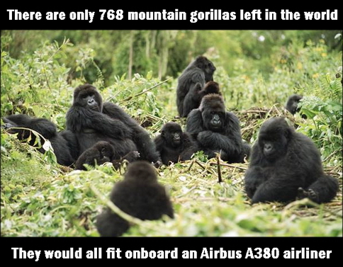 Gorillas 2