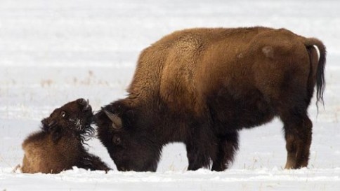 Bison and baby