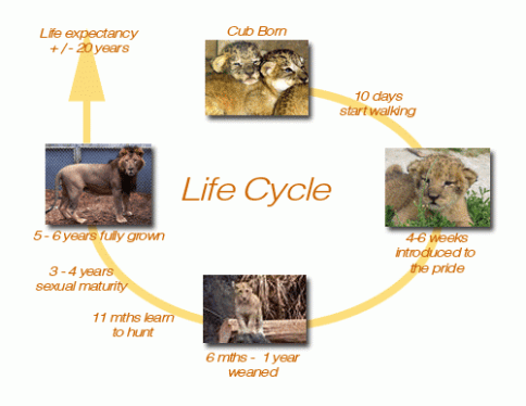 lifecycle
