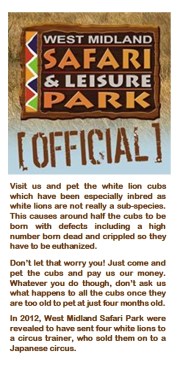 People and companies - Lions white West Midlands Safari Park
