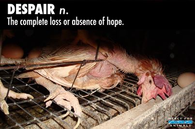 1488093_10152413207034475_5416298646498236732_n