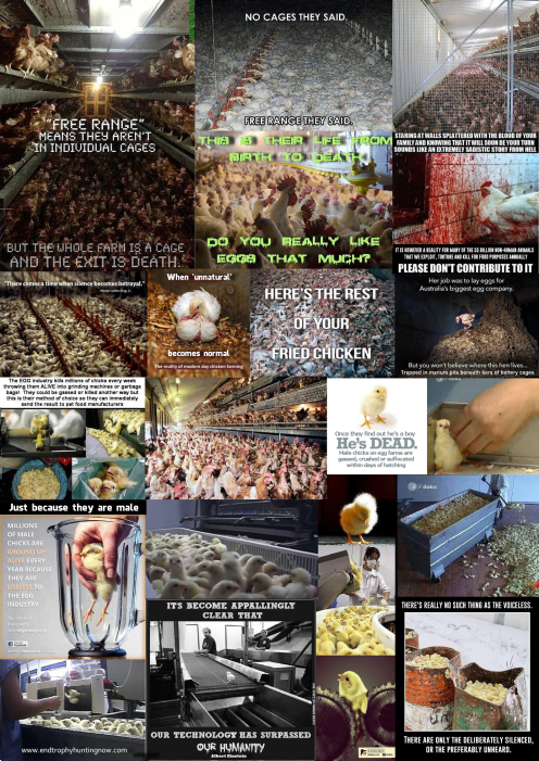 Trophy hunters - Chicken