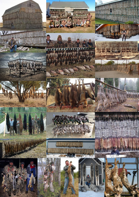 Trophy hunters - Comp Bodies hanging