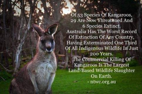 Misc - Kangaroo stats