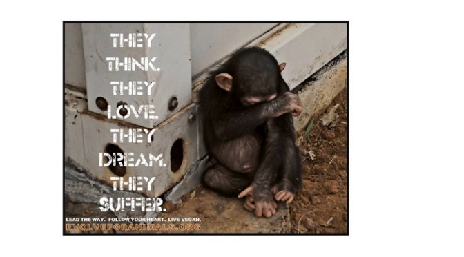 Fur and Skin Trade and Laboratory Testing Meme Gallery