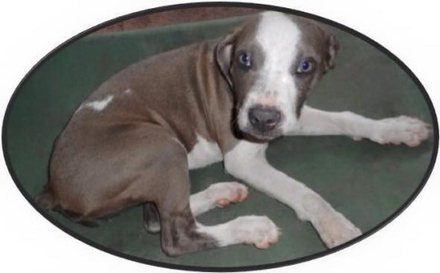 15582_852304888193190_5114526193234110678_n